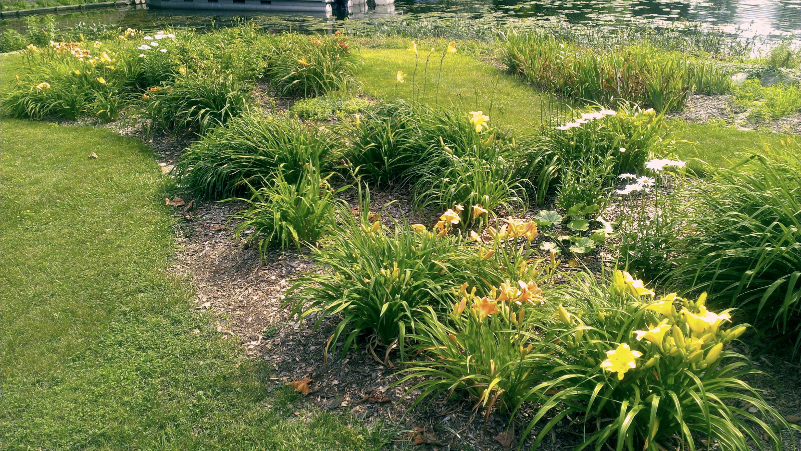 Daylily flowerbed
